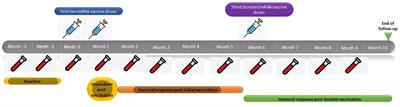 Humoral Response Following Triple Dose of mRNA Vaccines Against SARS-CoV-2 in Hemodialysis Patients: Results After 1 Year of Follow-Up